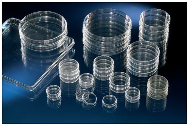 Cell Culture Dish w/Lid No Vent Sterile PS Square 500 cm2 245 x 20 mm