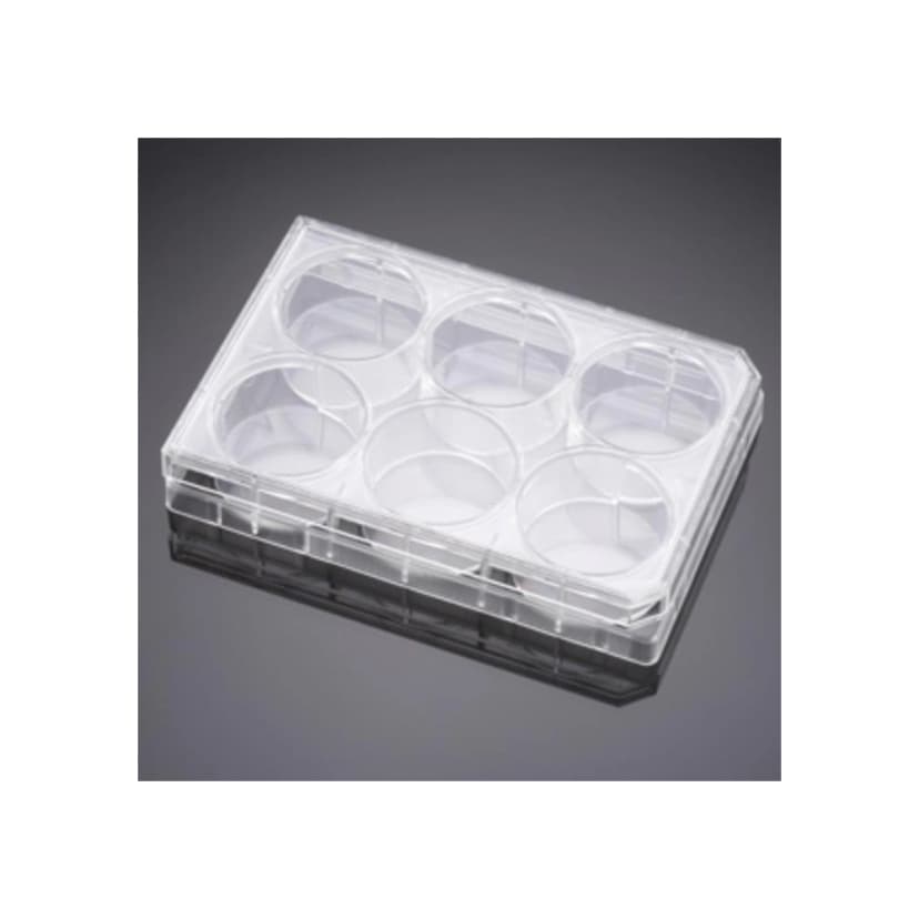 Falcon® 6 Well TC-Treated Polystyrene Cell Culture Insert Companion Plate, with Lid, Sterile, 1/Pack, 50/Case