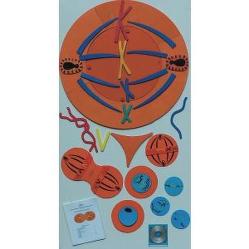 MITOSIS MANIPULATIVES KIT