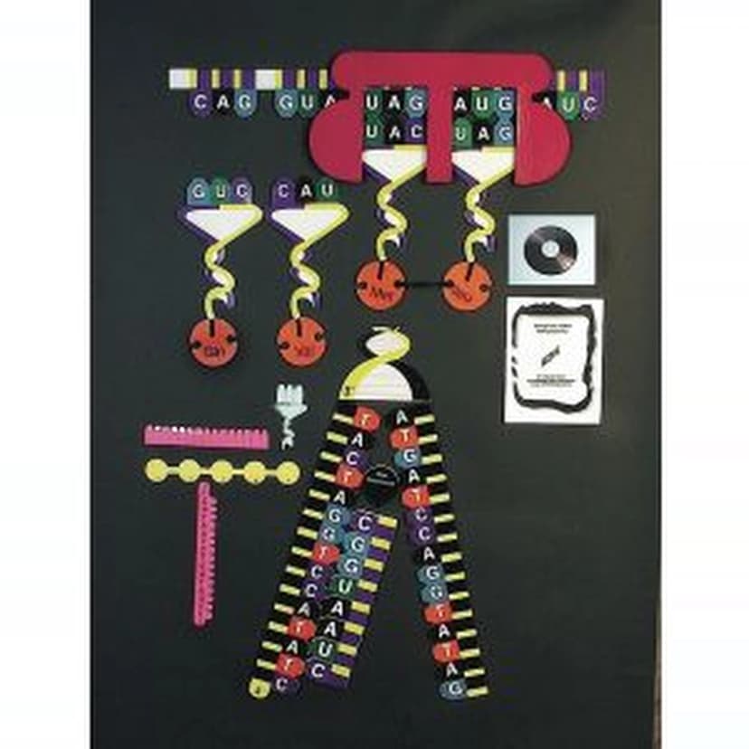 PROTEIN SYNTHESIS MANIPULATIVES KIT