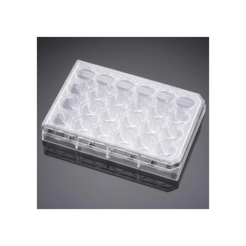Falcon® 24 Well TC-Treated Polystyrene Cell Culture Insert Companion Plate, with Lid, Sterile, 1/Pack, 50/Case